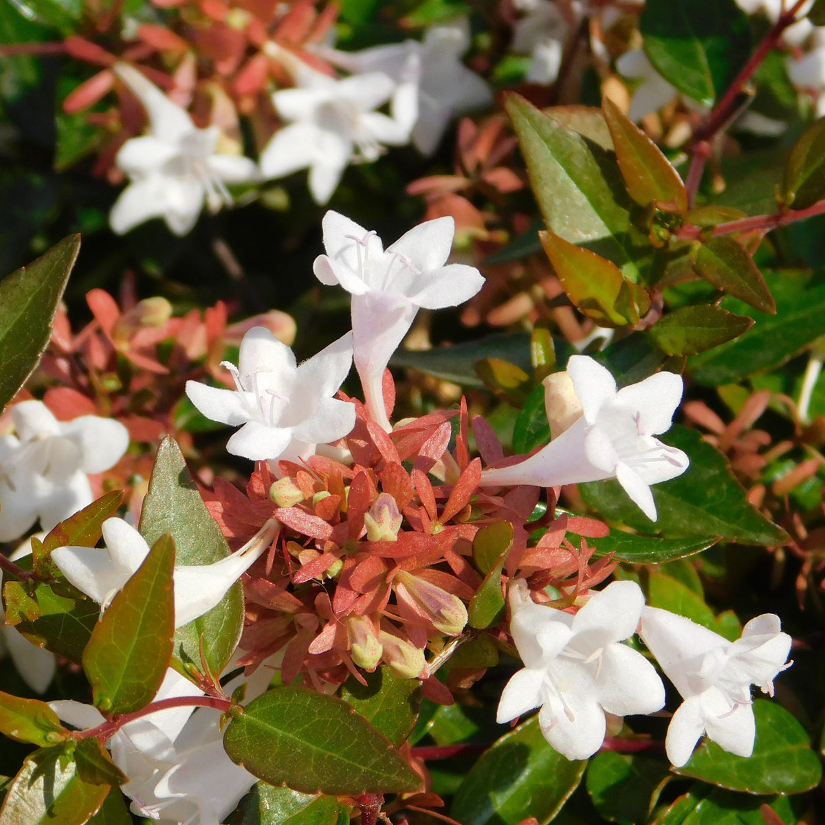 Abélia à grandes fleurs Pisto - Willemse