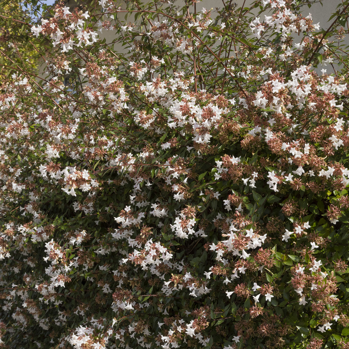 Abélia à grandes fleurs Pisto - Abelia grandiflora Pisto - Willemse