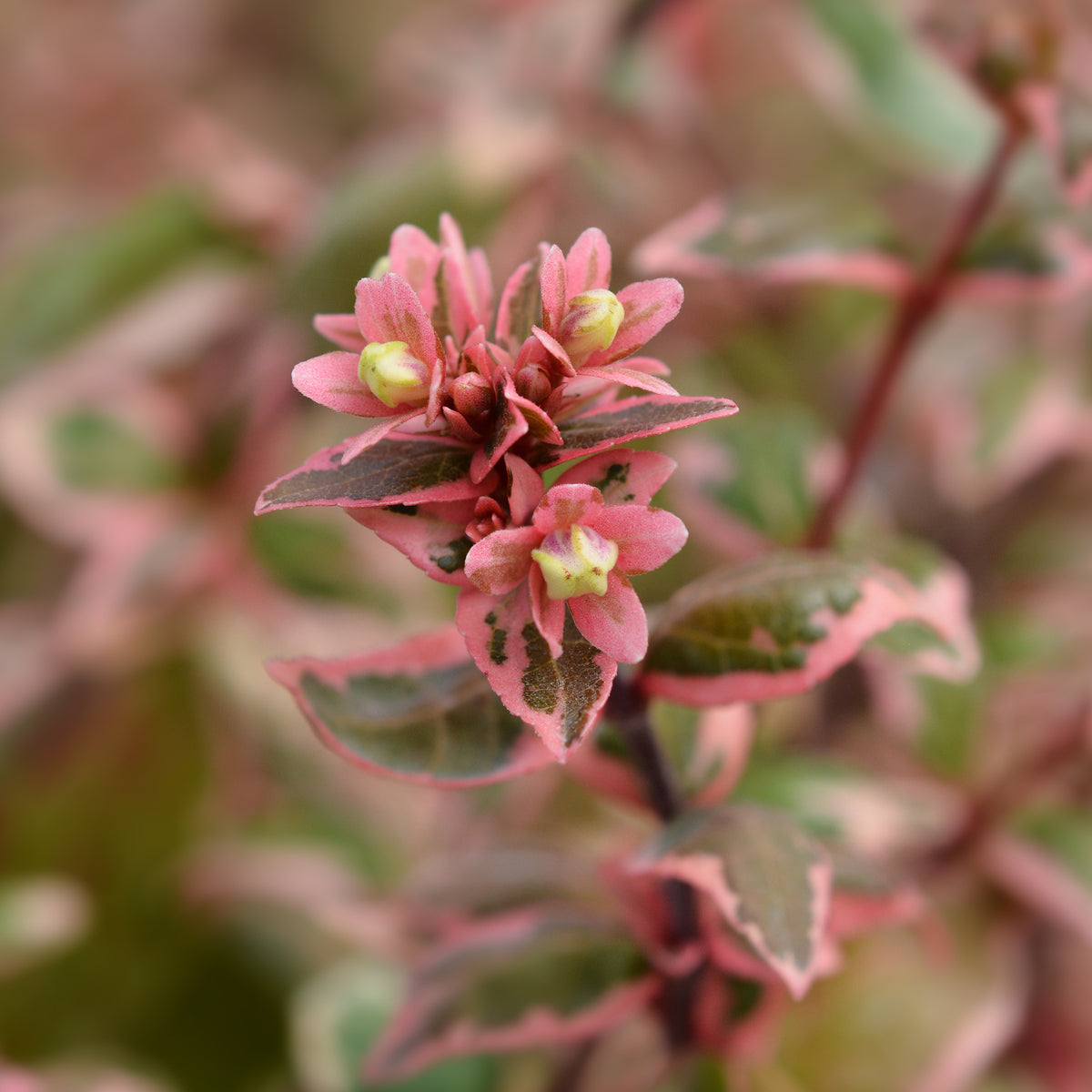 Abélia à grandes fleurs Magic Daydream® - Abelia grandiflora Magic Daydream ® - Willemse