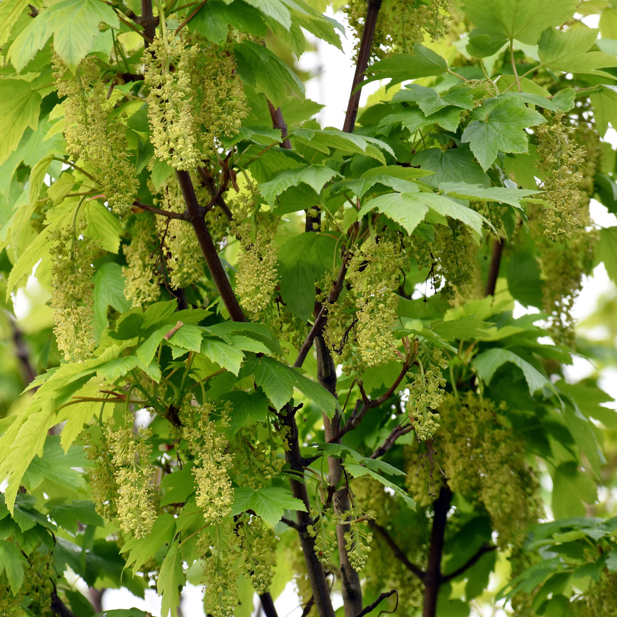 Erable sycomore - Acer pseudoplatanus - Willemse