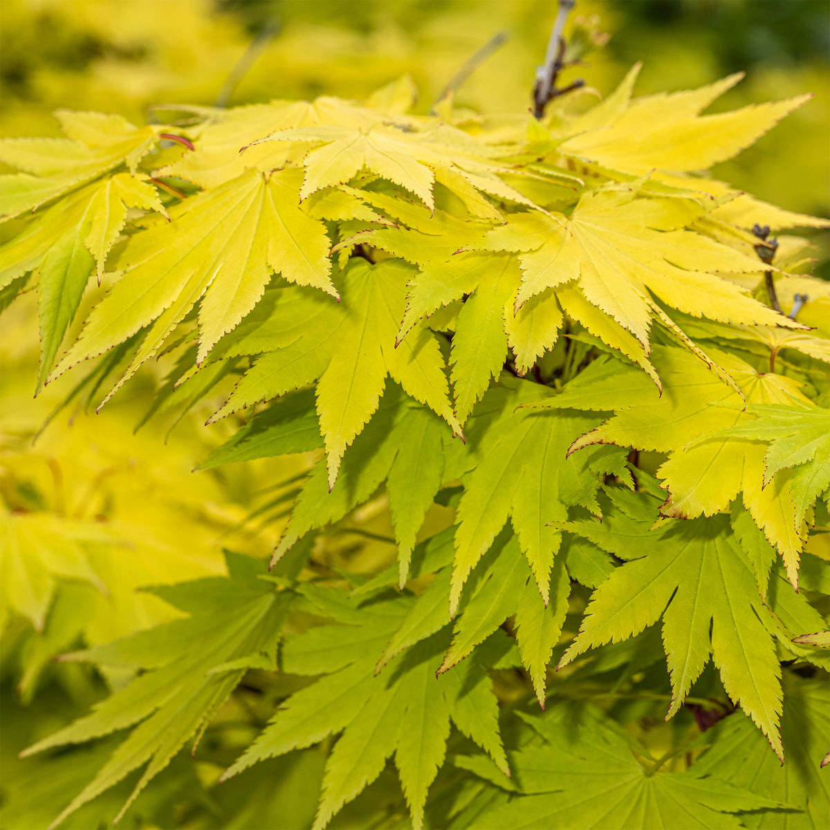 Erable du Japon Jordan - Acer shirasawanum Jordan - Willemse