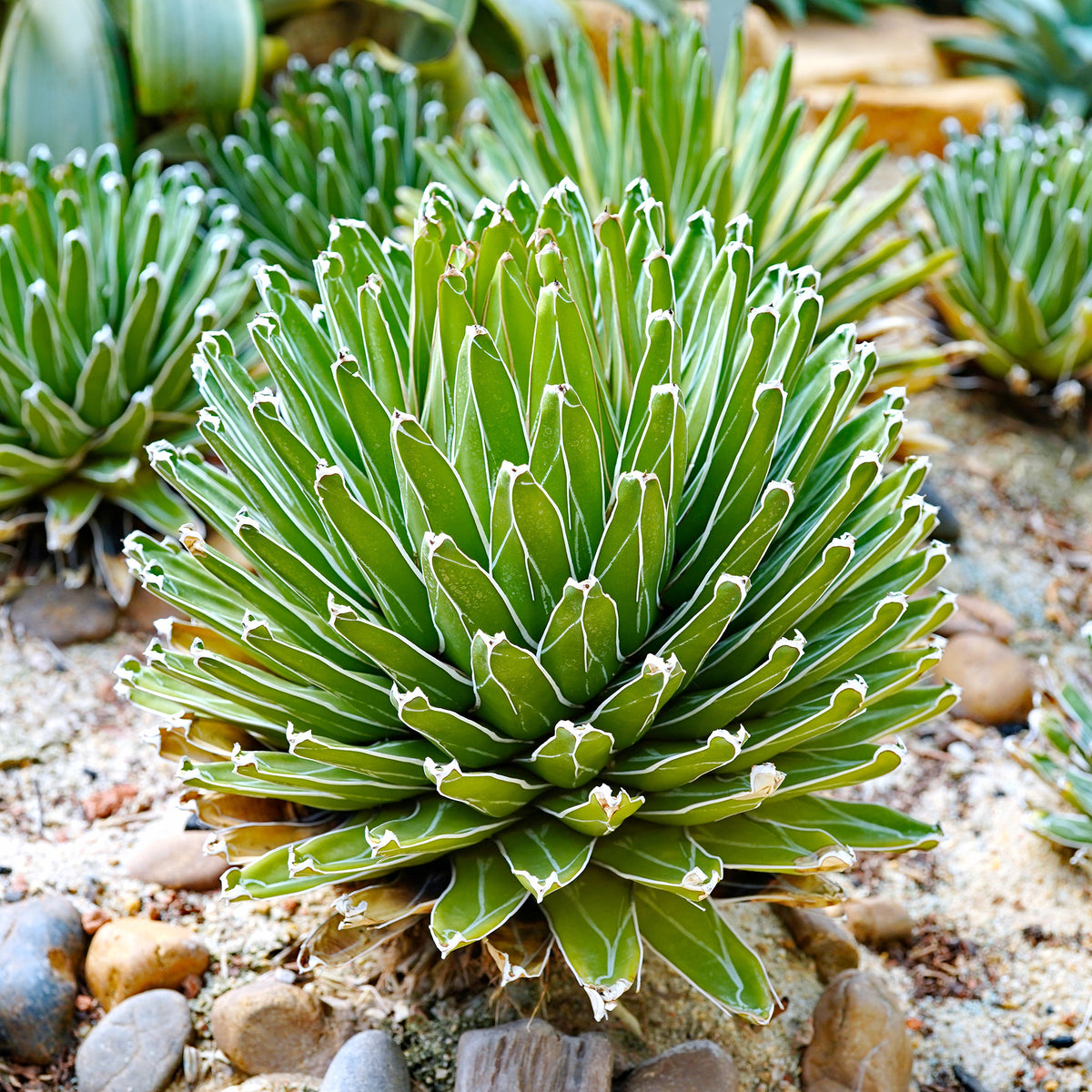 Agave de la Reine Victoria - Willemse