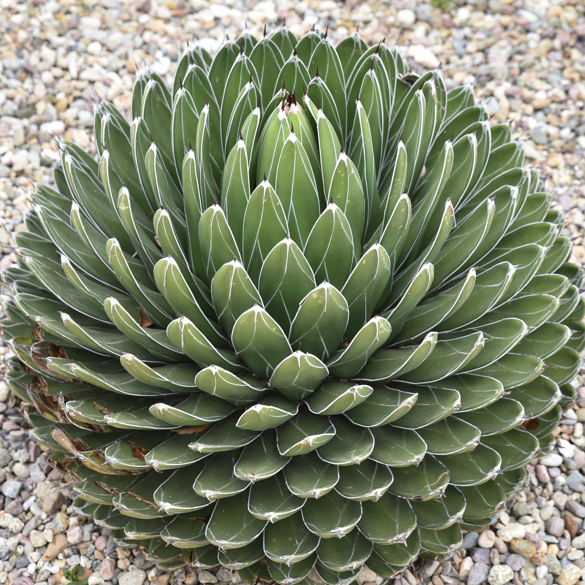 Agave de la Reine Victoria - Agave victoriae reginae - Willemse