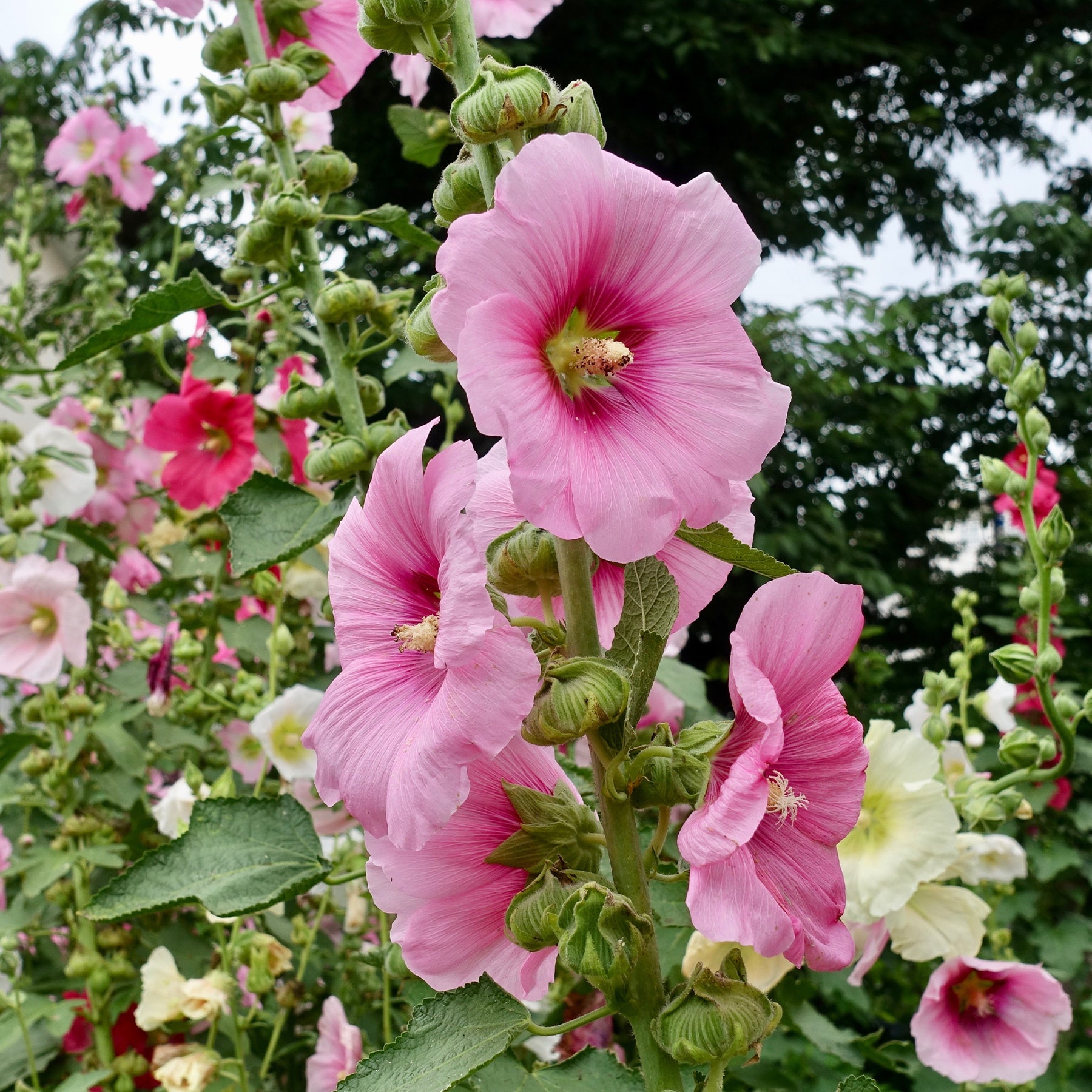 Rose trémière - Willemse