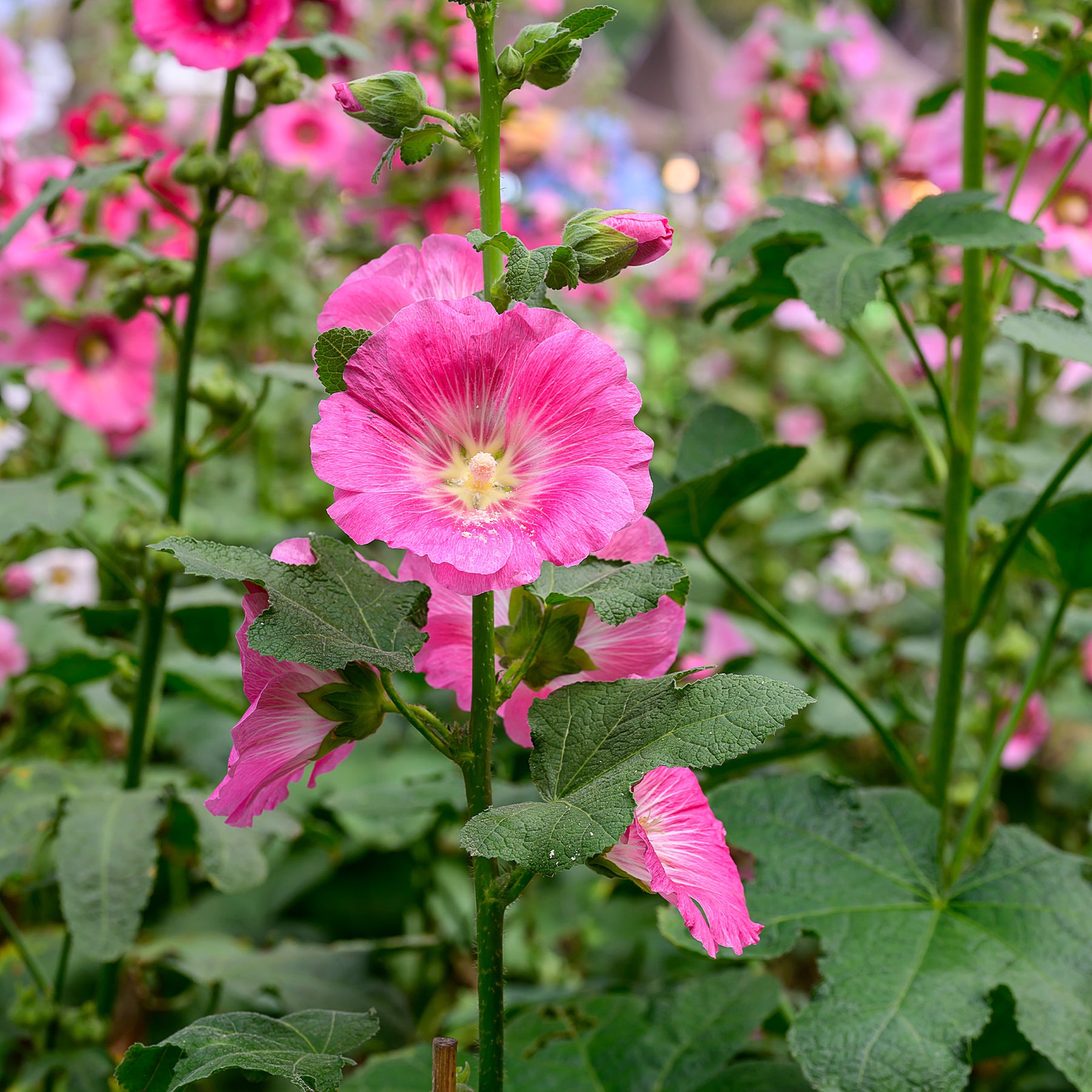 Alcea rosea - Rose trémière - Rose trémière - Alcea