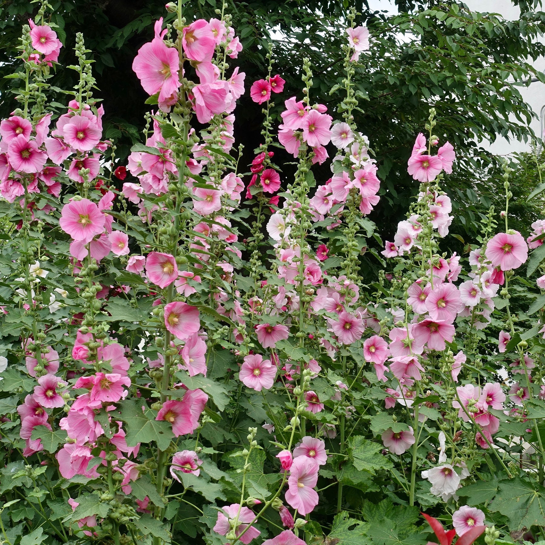 Rose trémière - Alcea rosea - Willemse