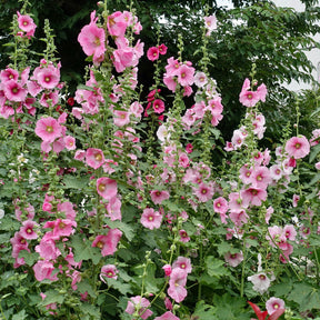 Rose trémière - Alcea rosea - Willemse