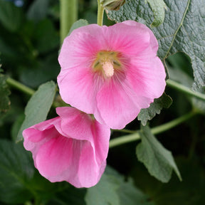 Rose trémière - Alcea - Rose trémière - Alcea rosea