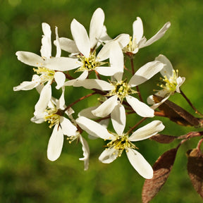 Amelanchier canadensis - Amélanchier du Canada - Amélanchier