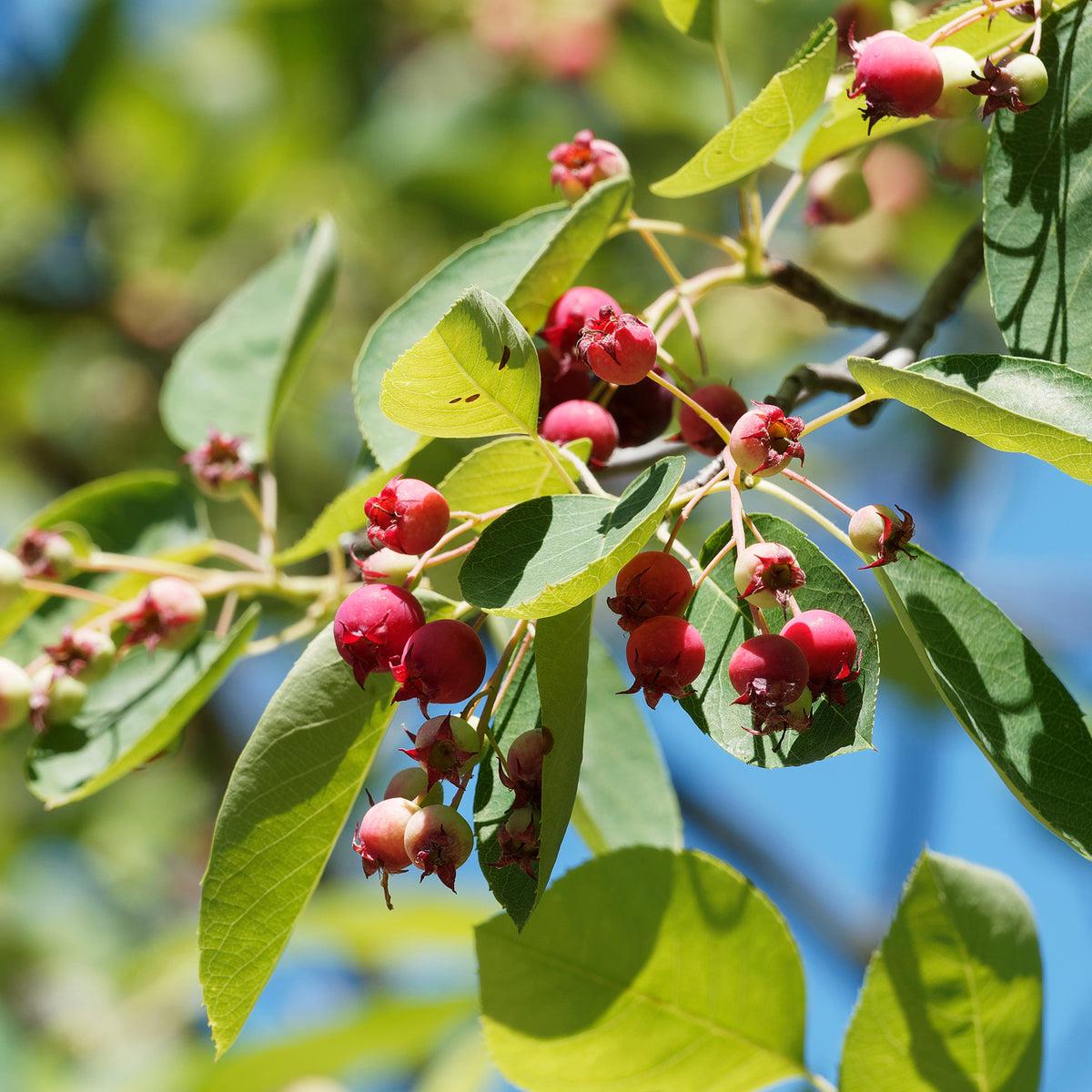 Amélanchier des Bois - Amelanchier rotundifolia - Willemse