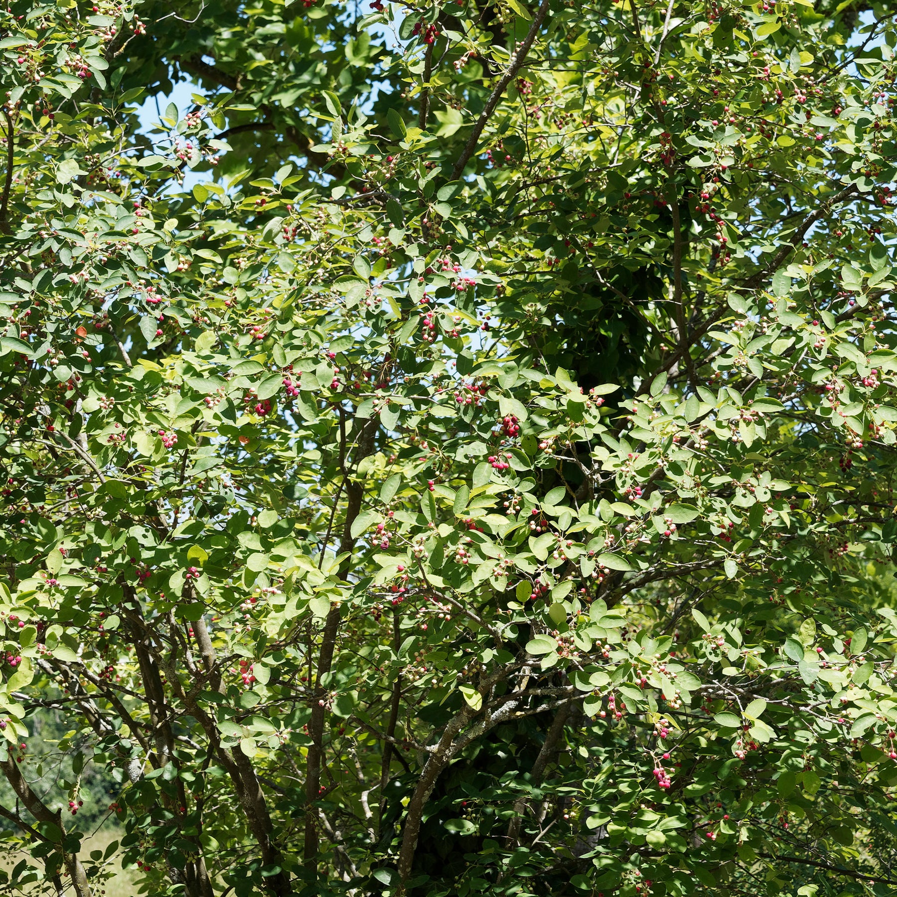 Amelanchier rotundifolia - Amélanchier des Bois - Amélanchier