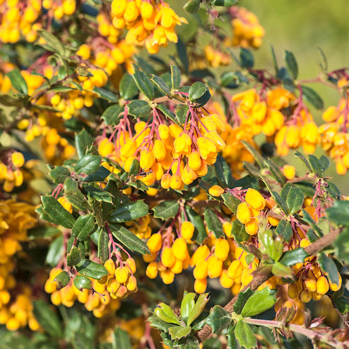 Berberis darwinii - Épine-vinette - Berberis