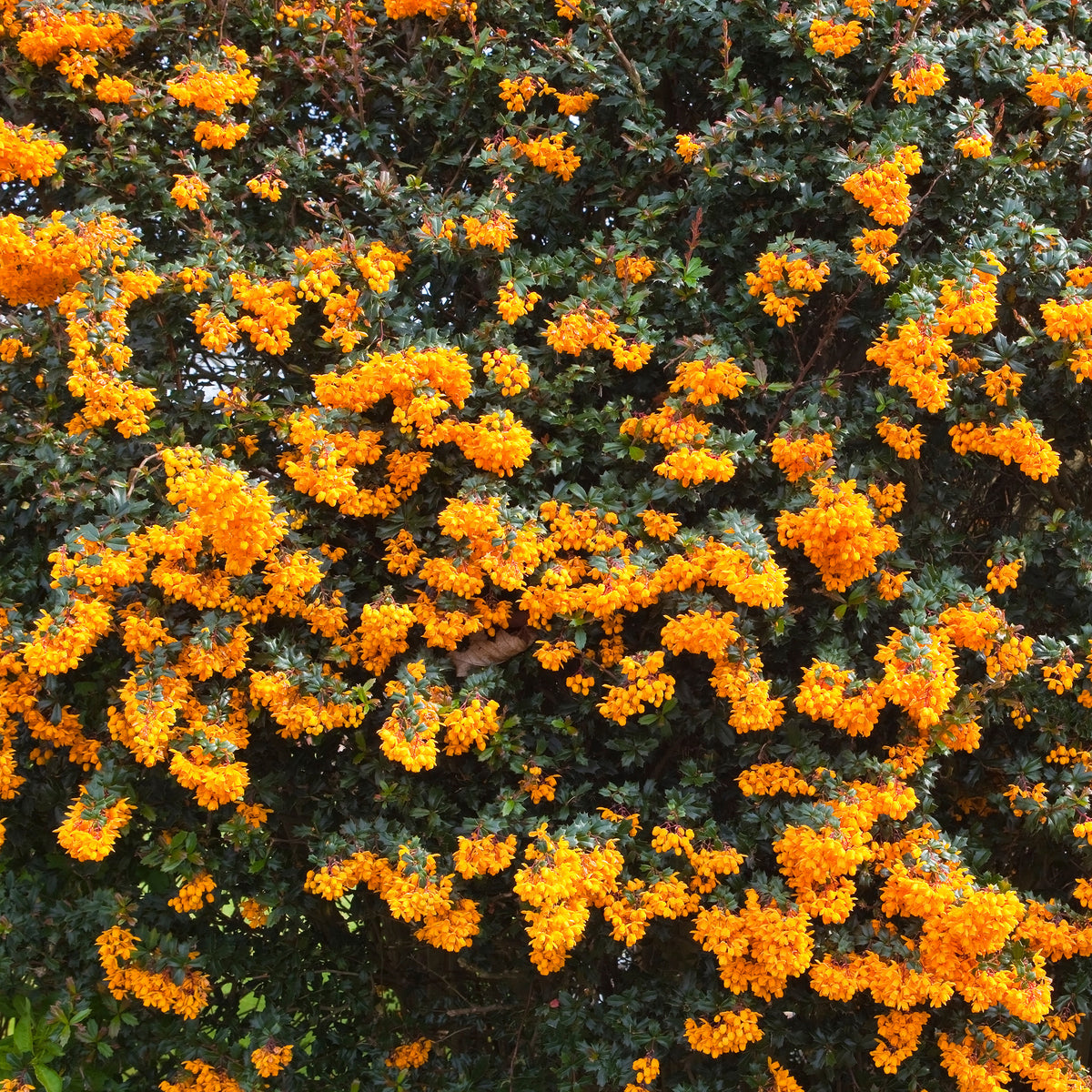 Épine-vinette - Berberis darwinii - Willemse