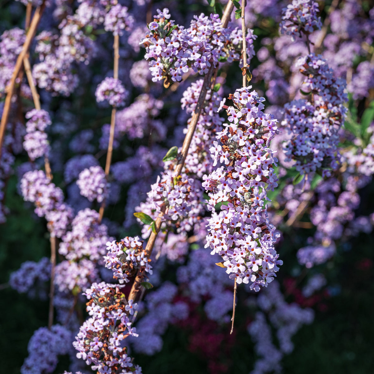 Arbre à papillons à feuilles alternes - Buddleja alternifolia - Willemse