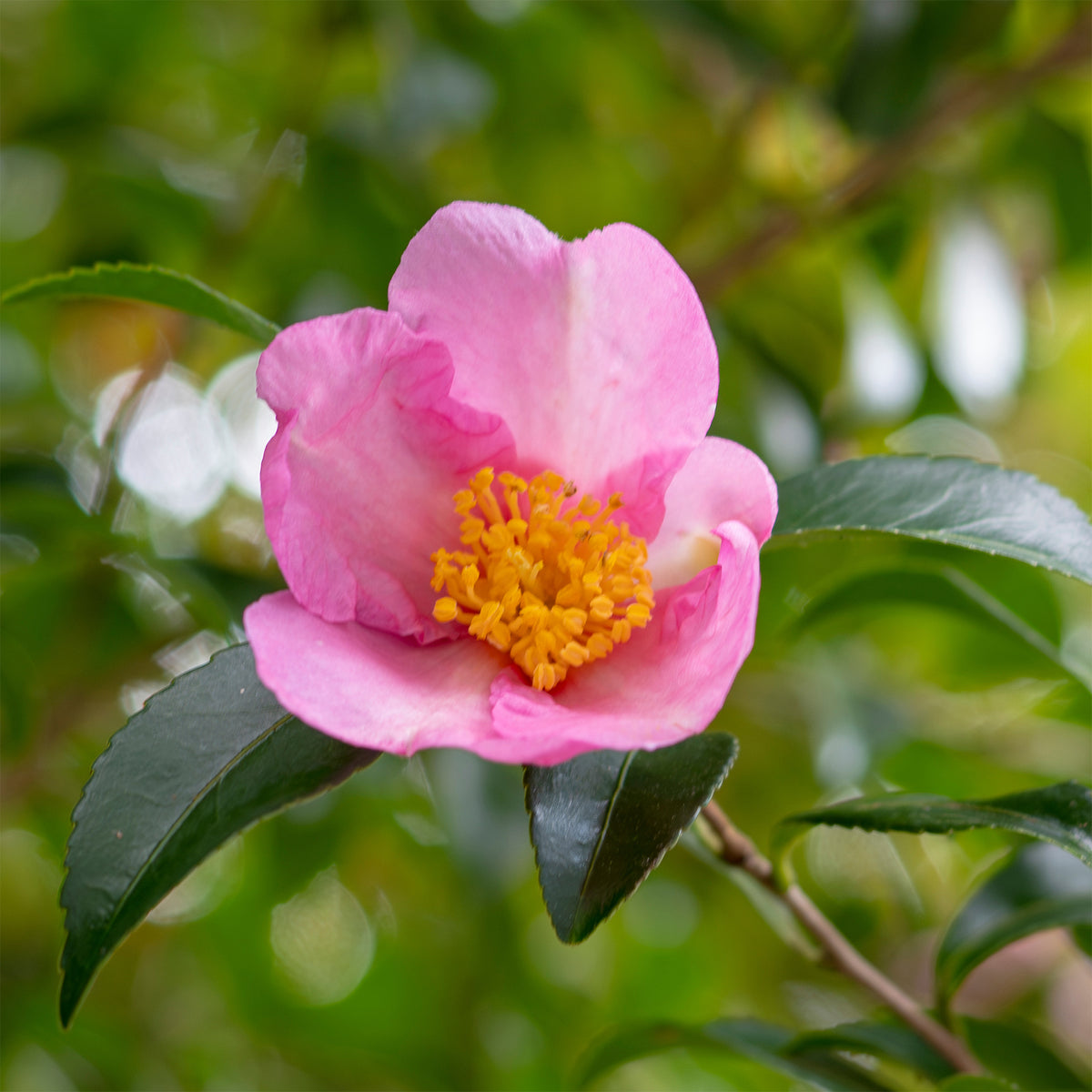 Camélia d'automne - Camellia sasanqua - Willemse