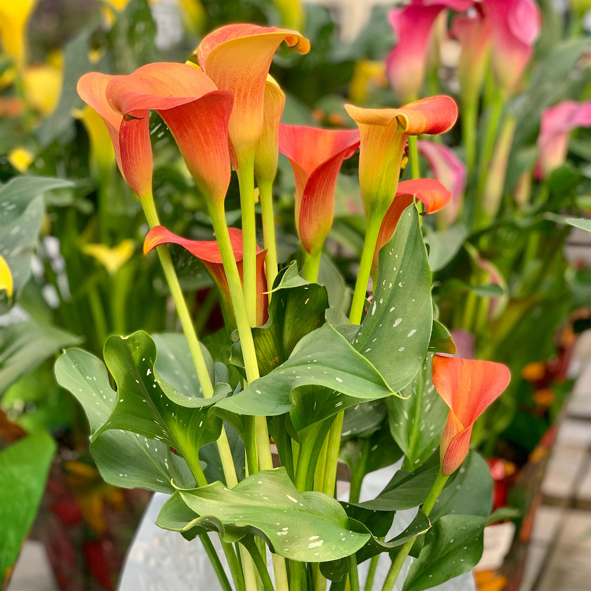 2 Calla Peach Pearl - Willemse