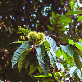 Châtaignier Marsol - Castanea sativa Marsol - Willemse