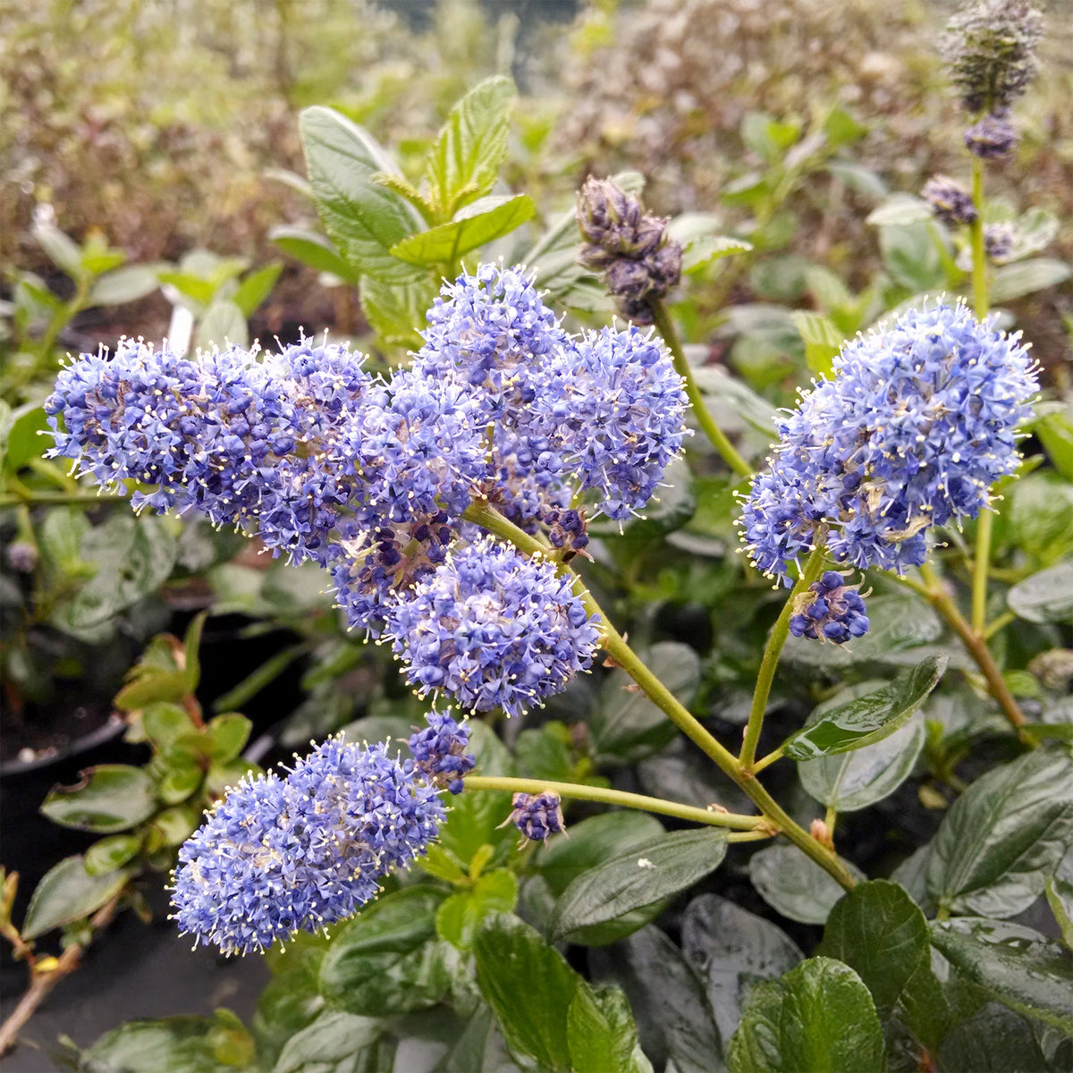 Céanothe Yankee point - Lilas de californie - Willemse