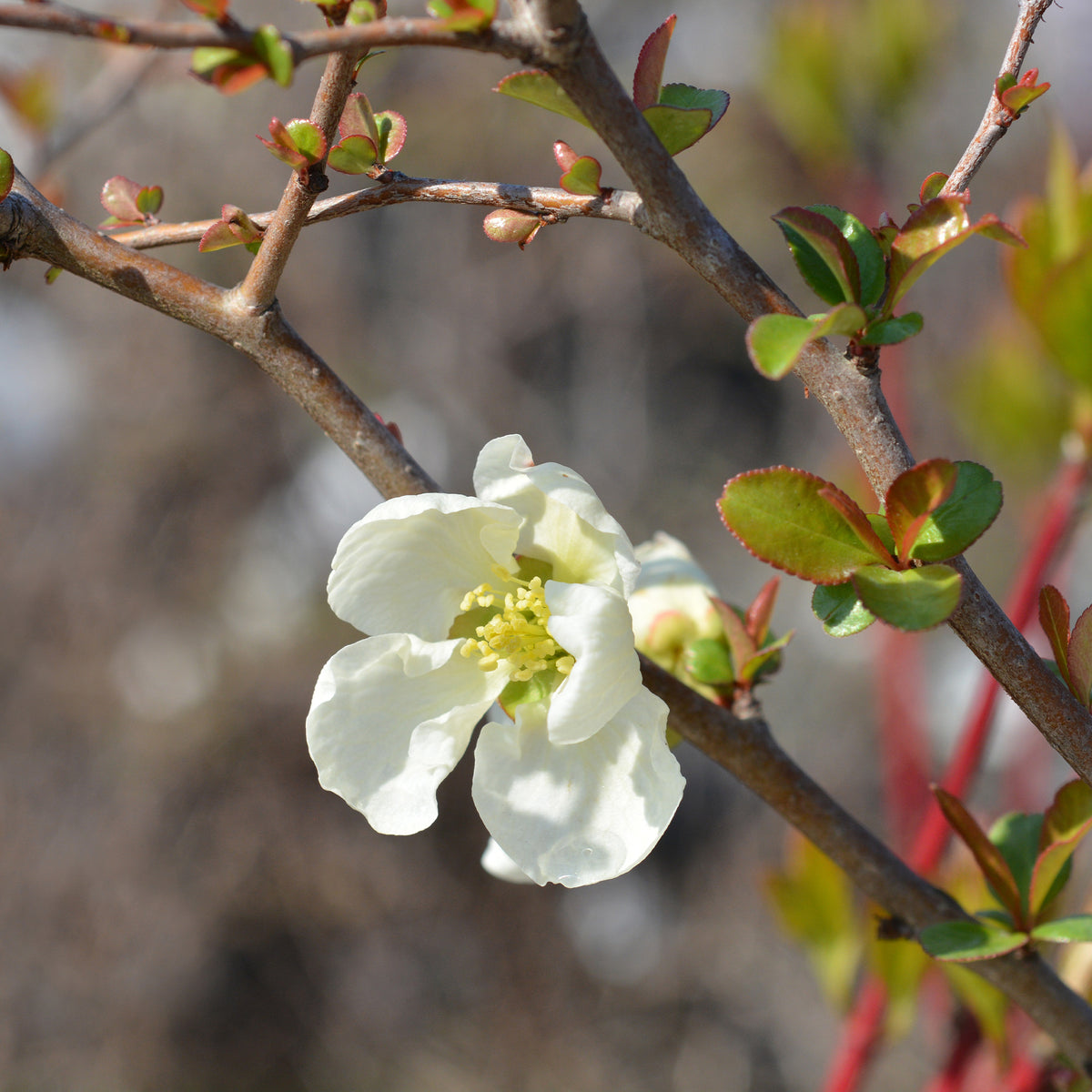 Cognassier du Japon Jet Trail Blanc - Chaenomeles superba Jet Trail - Willemse