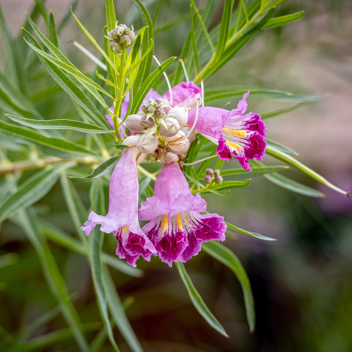 Saule du désert - Chilopsis linearis - Willemse