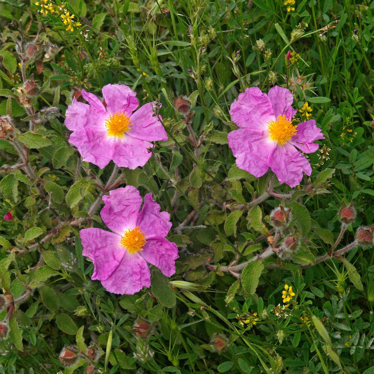 Ciste de Crète - Cistus creticus - Willemse