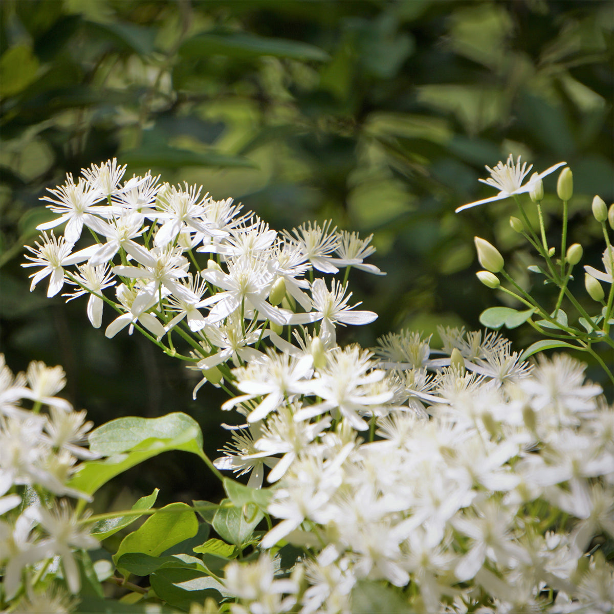 Clématite terniflora Sweet Autumn - Willemse