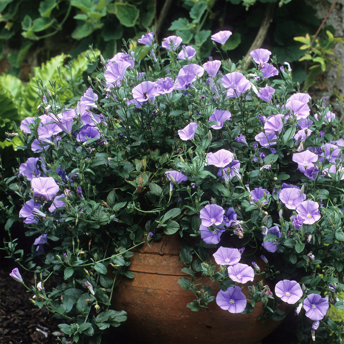 Liseron de Mauritanie - Convolvulus mauritanicus - Willemse