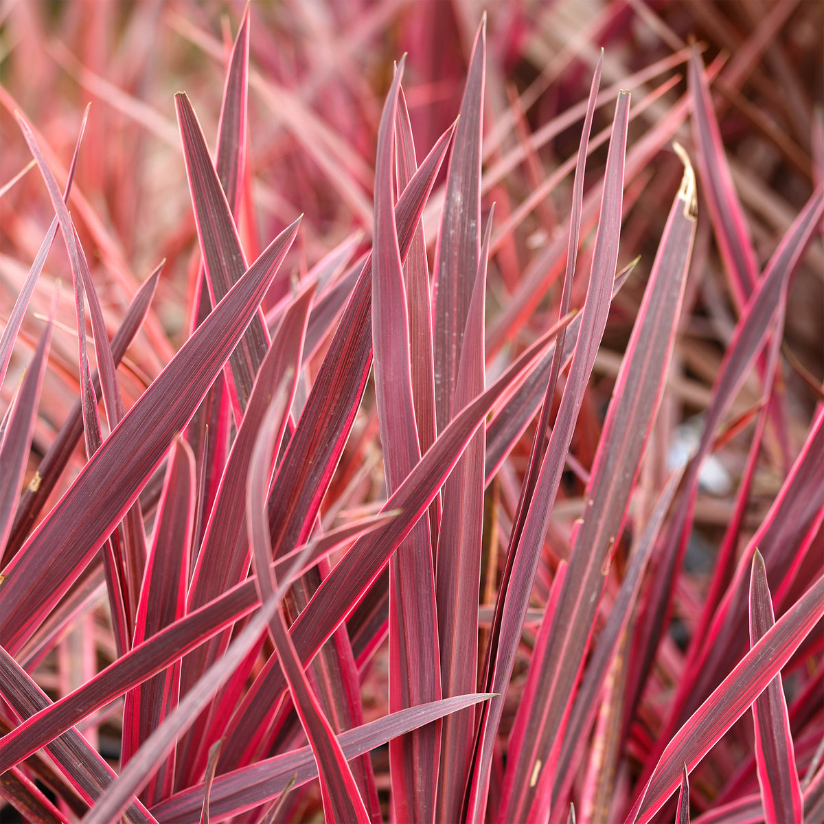 Cordyline australis Festival Rasberry® - Willemse