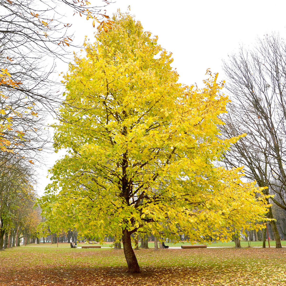 Noisetier de Byzance - Corylus colurna - Willemse