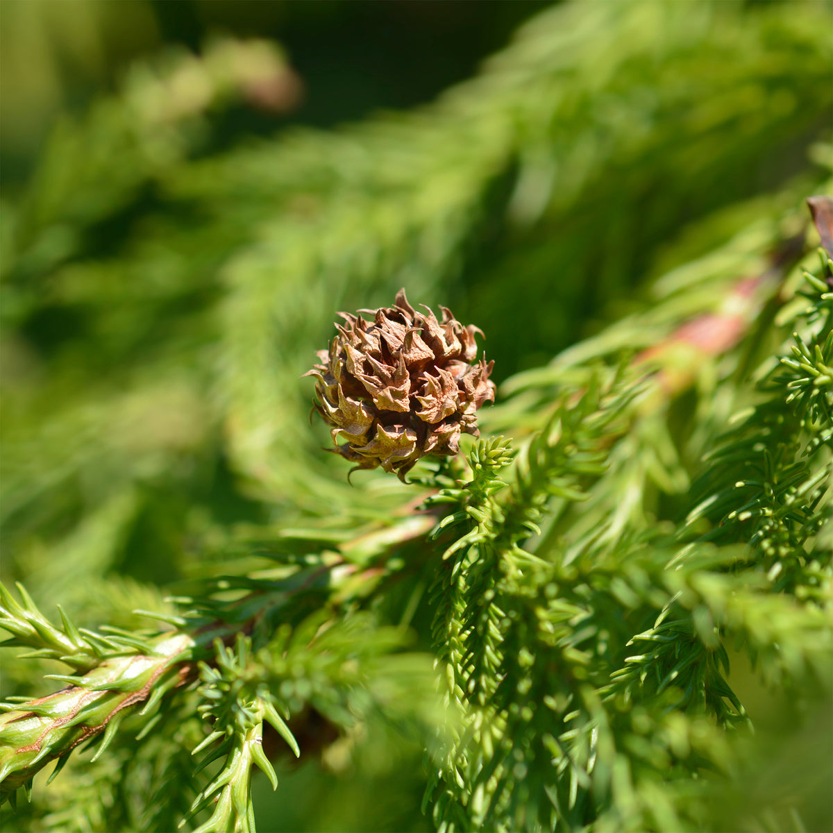 Cèdre du Japon - Cryptomeria japonica - Willemse