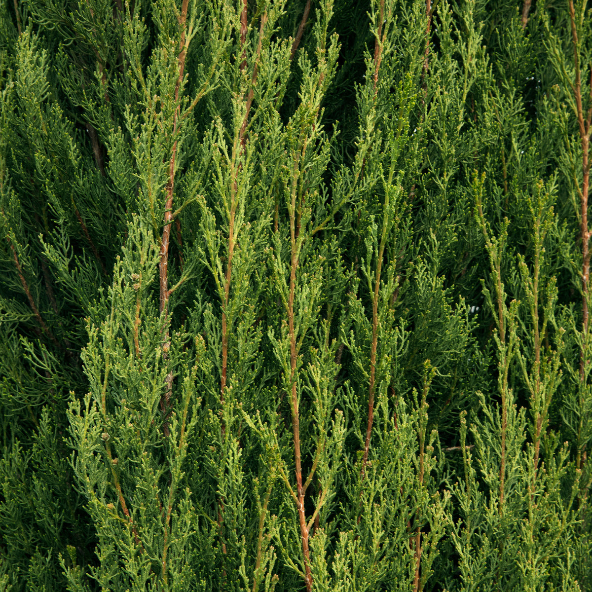 Cyprès d'Italie Stricta - Cupressus sempervirens Stricta - Willemse