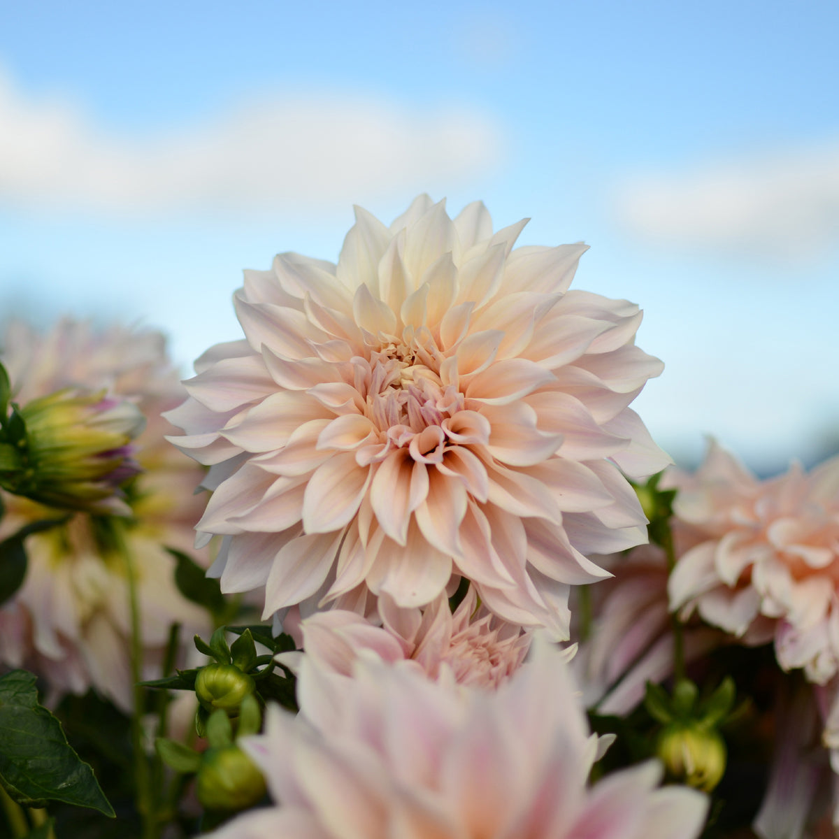 3 Dahlias Café au lait - Willemse