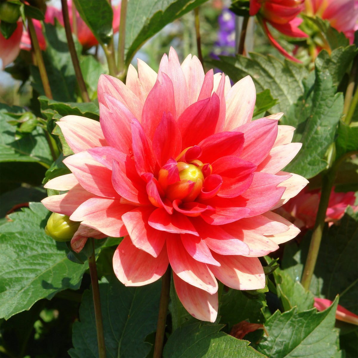 Dahlia nain Berliner Kleene - Dahlia Berliner Kleene - Willemse