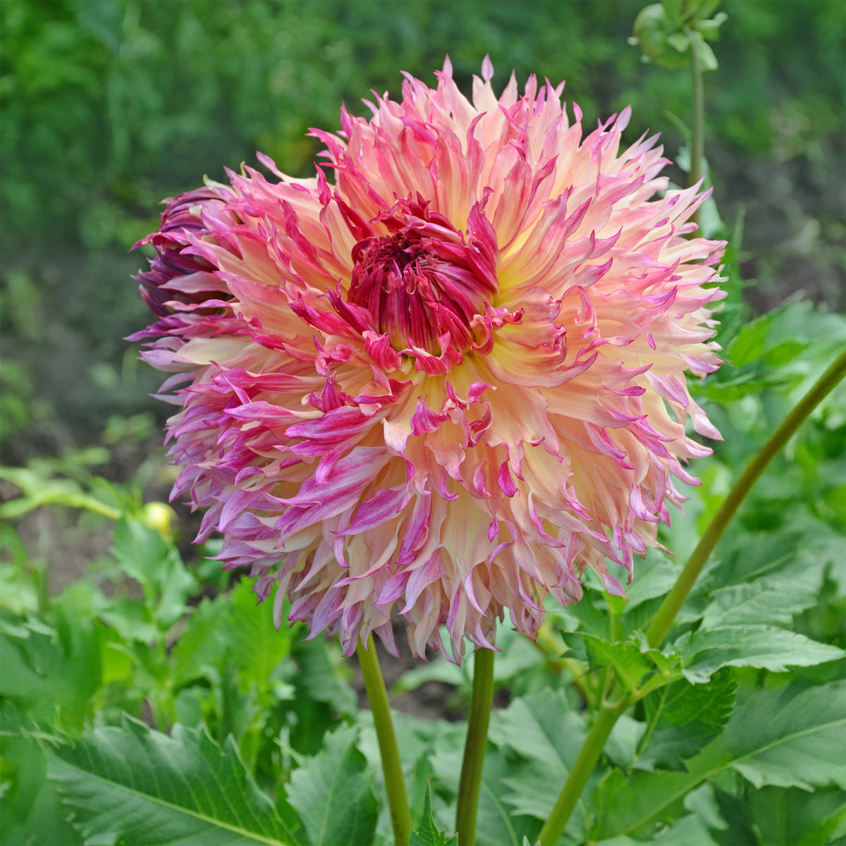 Dahlia Fubuki Myrtle's Folly - Willemse