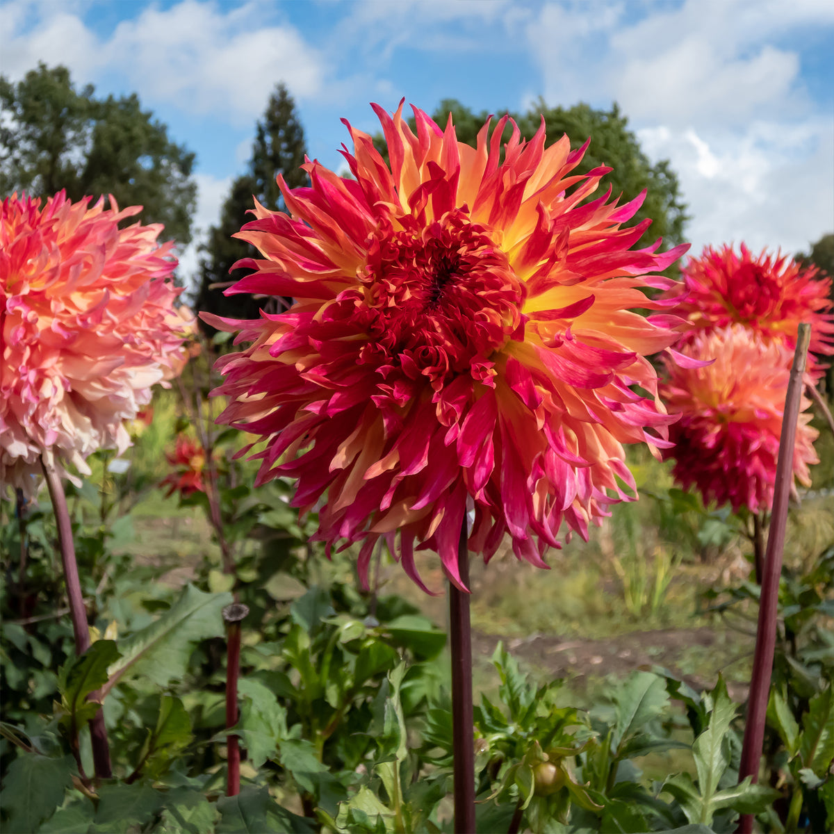 Dahlia Fubuki Myrtle's Folly - Dahlia fubuki Myrtle's Folly - Willemse