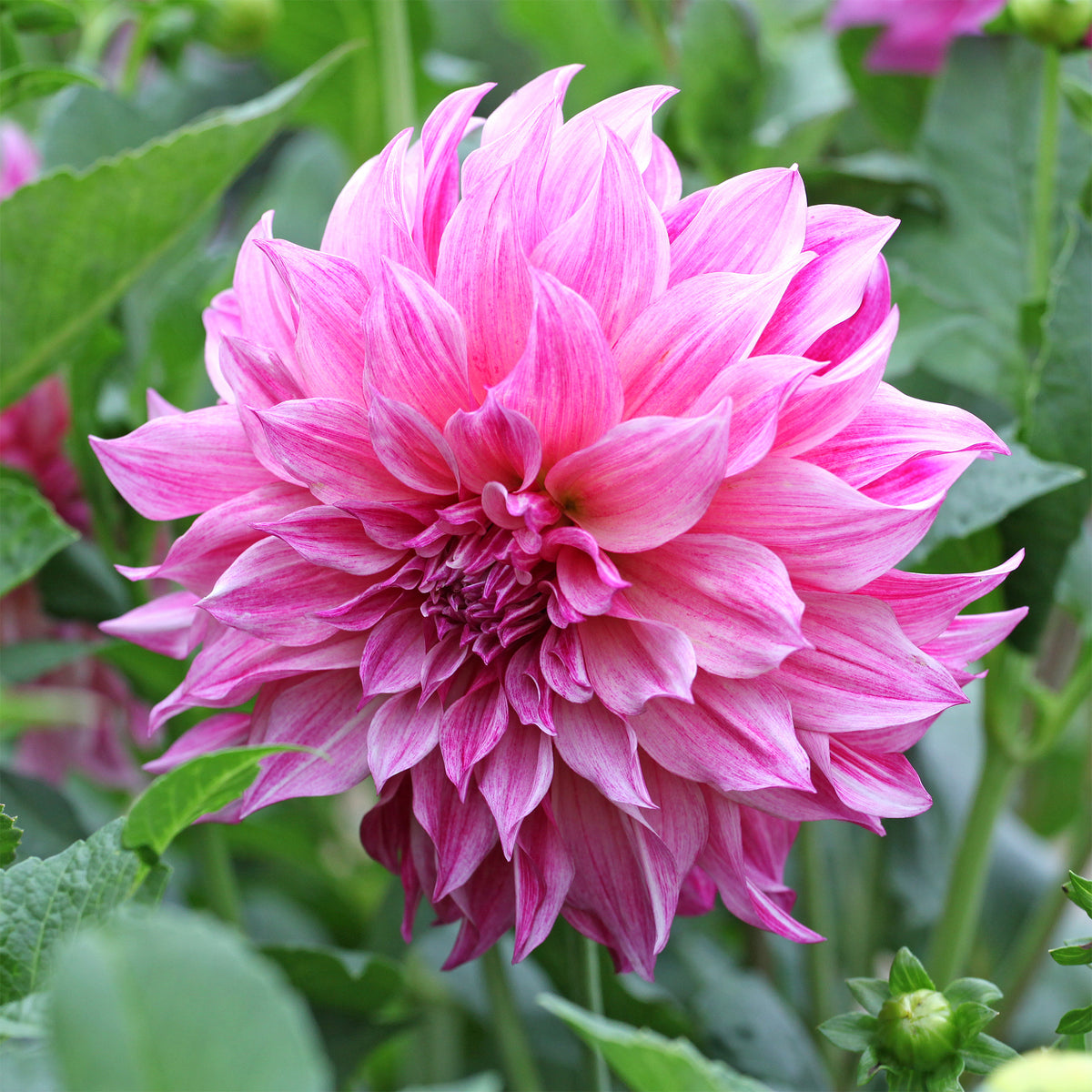 Dahlia géant Café au lait Rose - Dahlia Café au Lait Rosé - Willemse