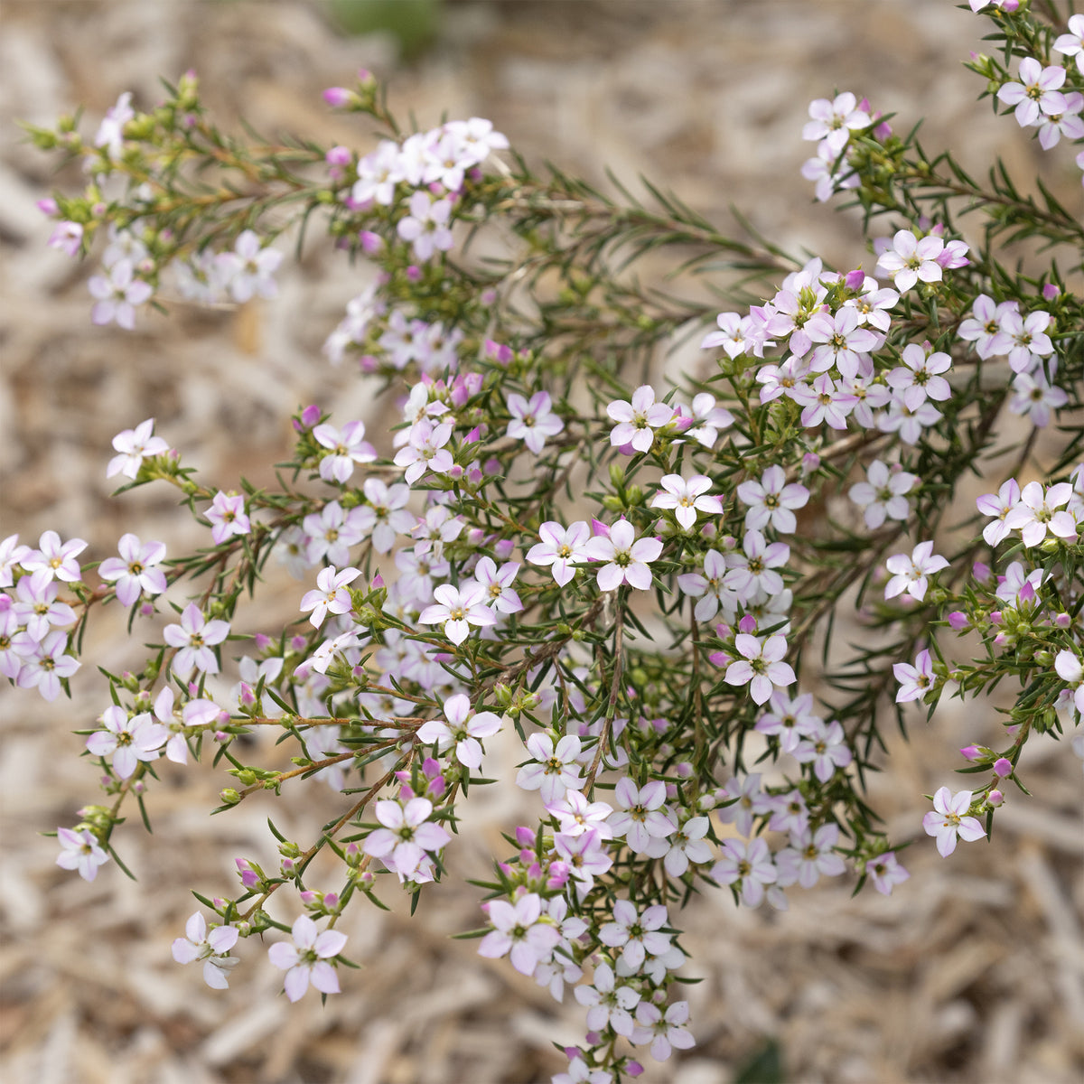 Diosma - Plante du pêcheur - Willemse