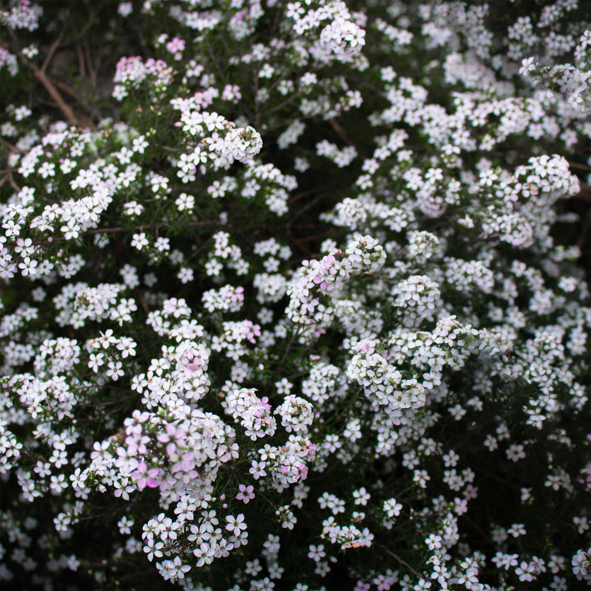 Diosma - Plante du pêcheur - Diosma hirsuta - Willemse