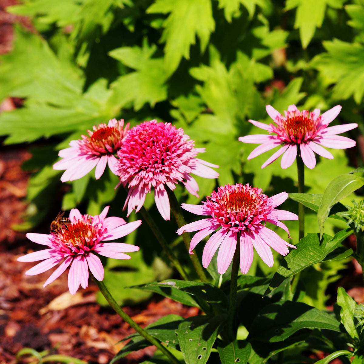 Échinacée pourpre Butterfly Kisses - Echinacea purpurea Butterfly Kisses - Willemse