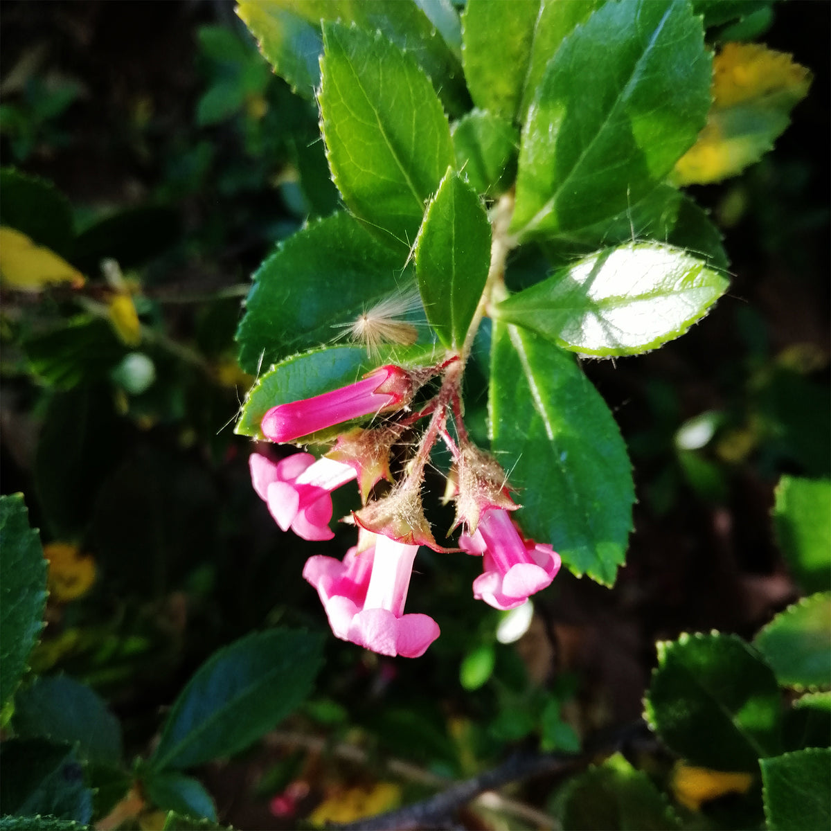 Escallonia rubra macrantha - Willemse