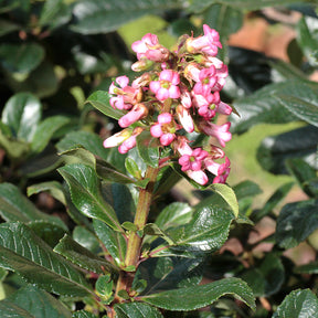 Escallonia rubra macrantha - Escallonia rubra macrantha - Willemse