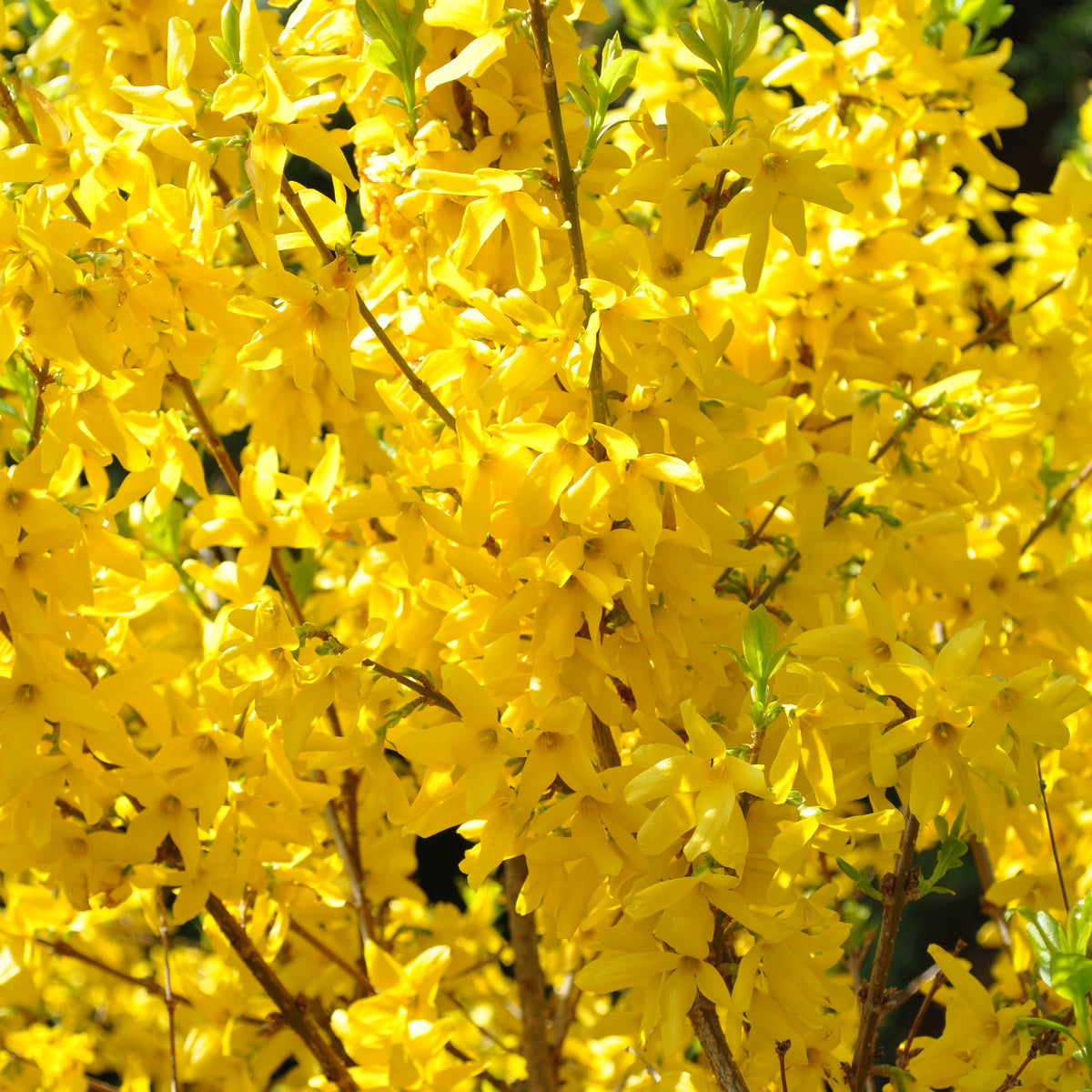 Forsythia Lynwood Gold - Willemse