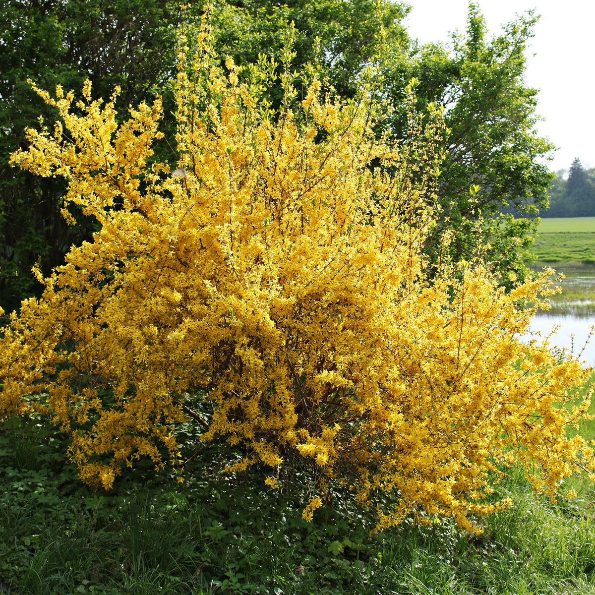 Forsythia Lynwood Gold - Forsythia x intermedia Lynwood Gold - Willemse