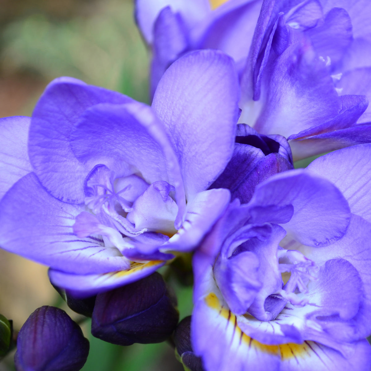 25 Freesias à fleurs doubles bleues - Freesia Double Bleu - Willemse