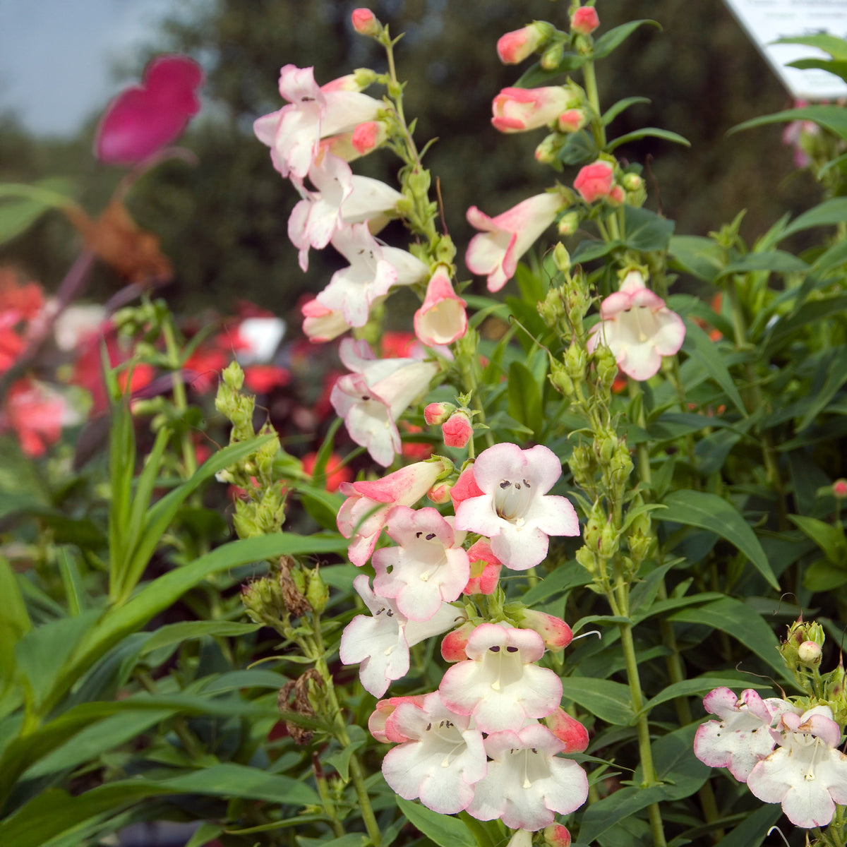 Galane Apple Blossom - Penstemon - Willemse