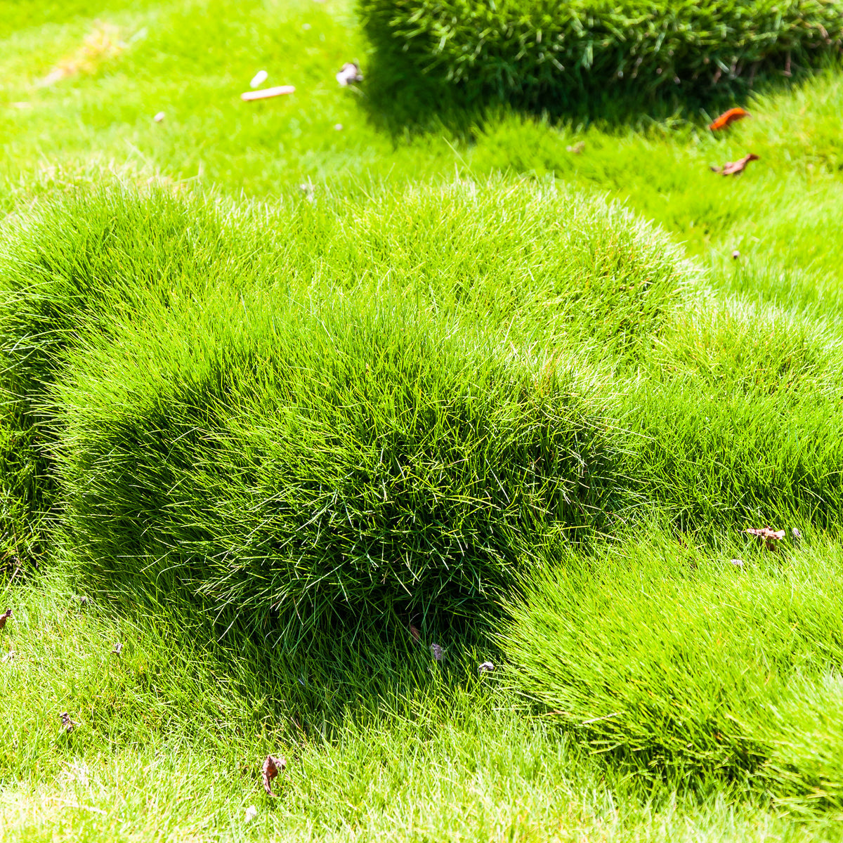 Zoysia tenuifolia - Gazon des Mascareignes - Willemse