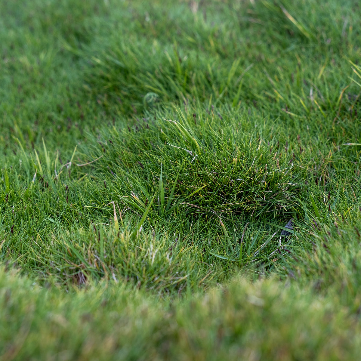 Zoysia tenuifolia - Gazon des Mascareignes - Zoysia tenuifolia - Willemse