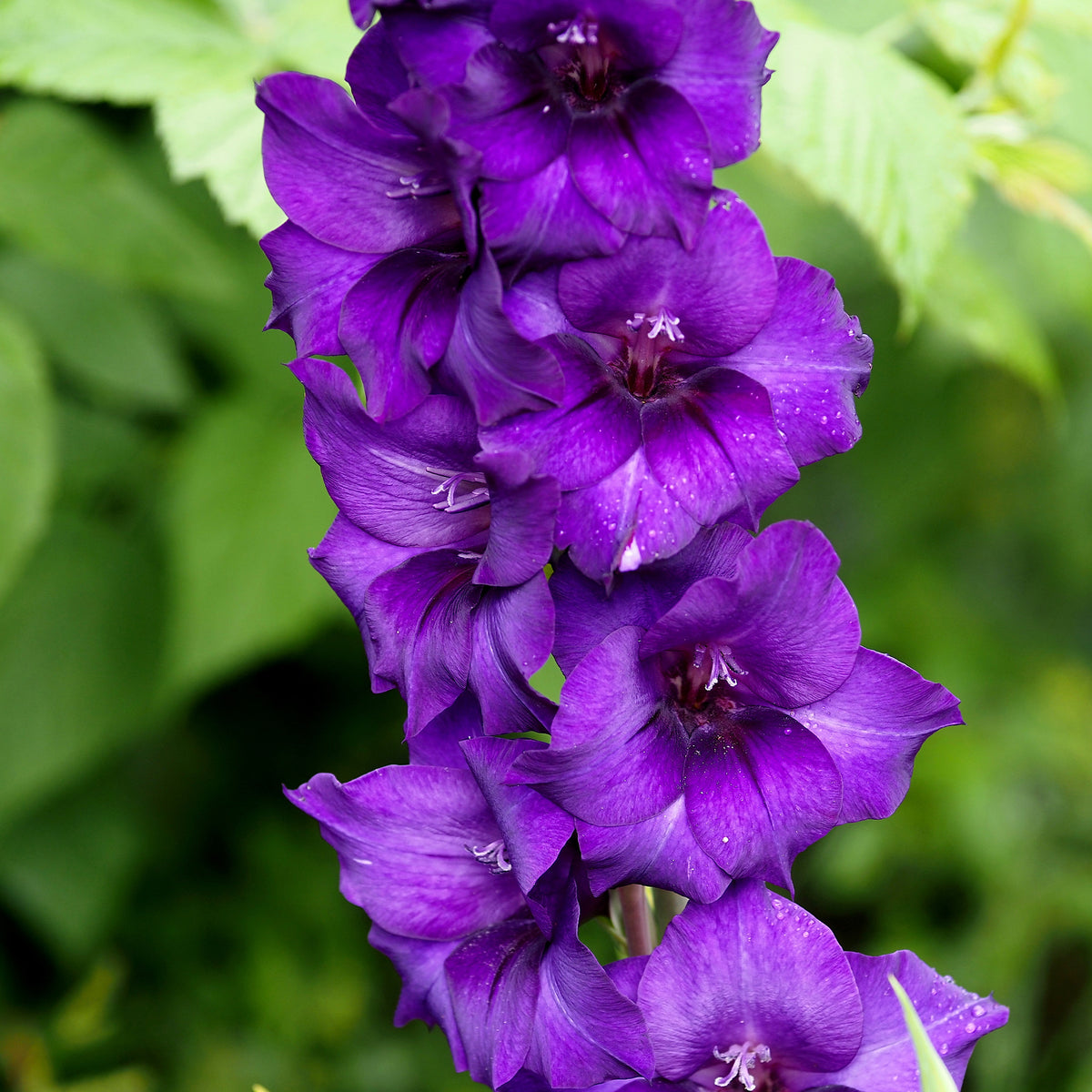 Glaïeul Purple Flora - Gladiolus Purple Flora - Willemse