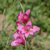 25 Glaïeuls nains roses - Willemse