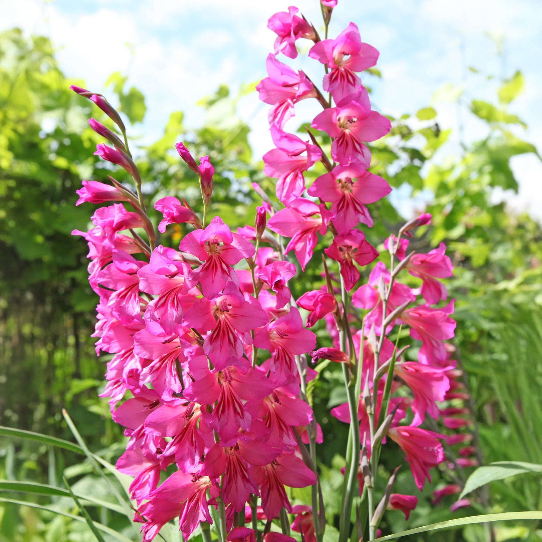 Gladiolus Dwarf Pink - 25 Glaïeuls nains roses - Glaïeul